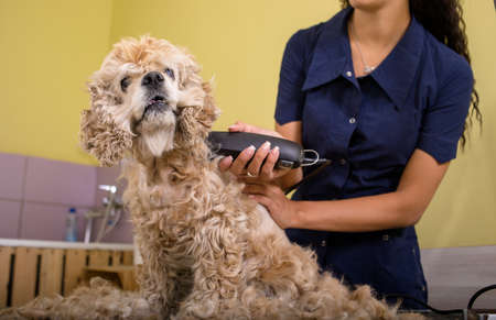 Woman groomer working in salon, making haircut at pet salon.の写真素材