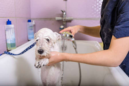 Woman groomer working in salon, making haircut at pet salon.の写真素材