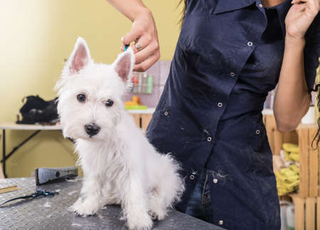 Woman groomer working in salon, making haircut at pet salon.の写真素材