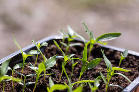 Macro shot of green plant seedlings growing in a pot sill in bright sunlight. Vegetable seedling in pot. Indoor gardening and germinating seedlingsの写真素材