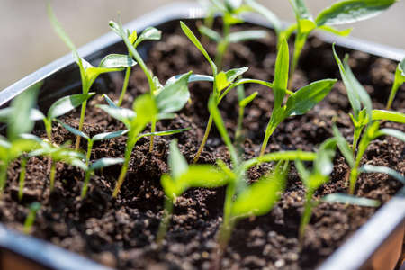 Macro shot of green plant seedlings growing in a pot sill in bright sunlight. Vegetable seedling in pot. Indoor gardening and germinating seedlingsの写真素材