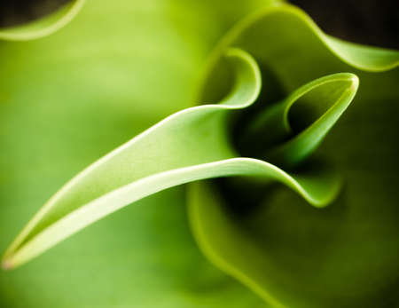 Abstract flower background, green tulip leavesの写真素材