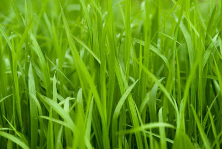 Blades of green grass after the rain