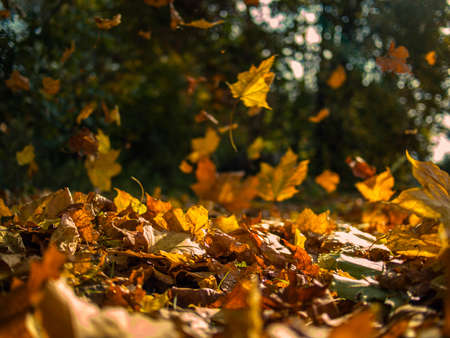 Yellow leaves falling from trees on a sunny autumn dayの写真素材