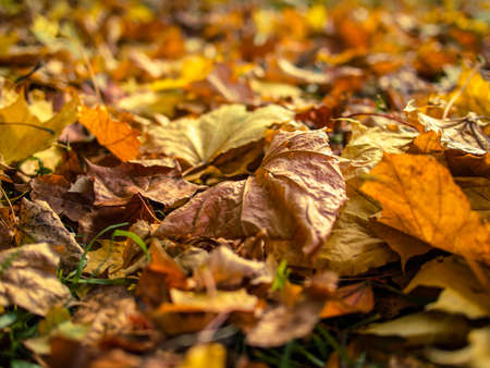 Fallen yellow leaves on a sunny autumn day
