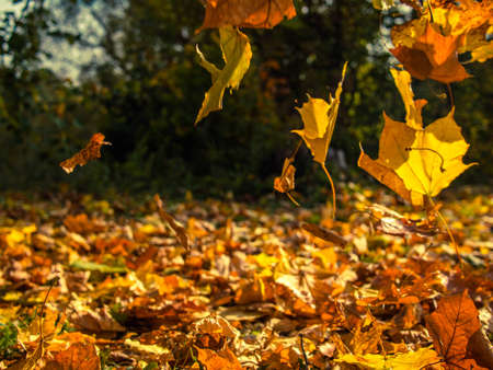Yellow leaves falling from trees on a sunny autumn day