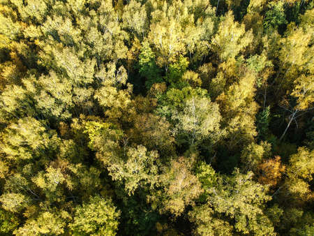 Aerial view of thick forest in autumn with colorful trees