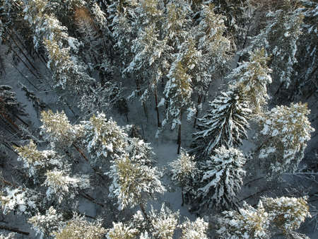View from above on a winter forest on a cold sunny day