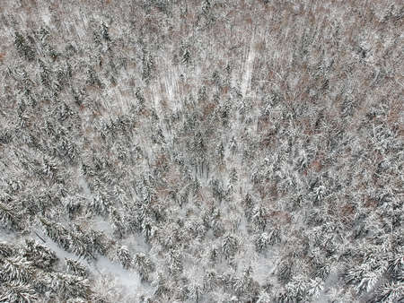 Snow-covered forest on a cold winter day