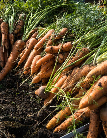 Freshly picked organic home-grown carrotの写真素材
