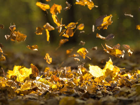 Leaves falling on a forest footpathの写真素材
