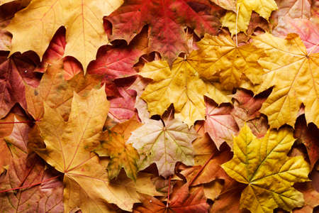 autumn background with maple leavesの写真素材