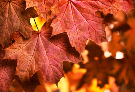 autumn background with maple leaves close up