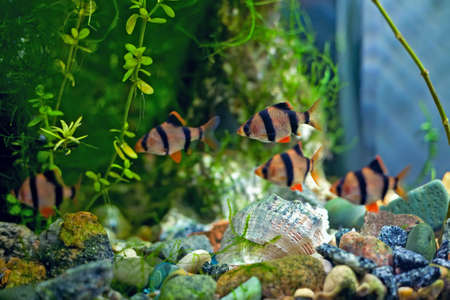 aquarium barbusの写真素材