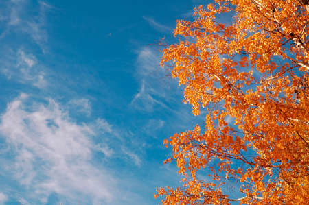 Autumn trees in a forest and blue sky with sunの写真素材