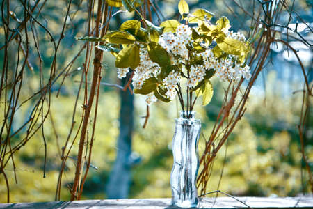 beautiful bouquet ofPrunus blossoms in vaseの写真素材