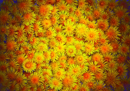 Background made of many of sow-thistle, dandelionsの写真素材