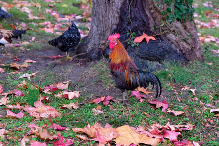 colorful rooster on autumn background