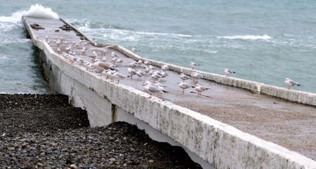 Seagulls on the coast, pierce wave, splashの写真素材