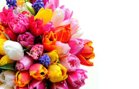 Spring tulips flowers on the white backgroundの写真素材