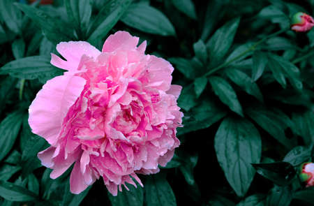 Pions in garden Vilage. Summer day dropsの写真素材