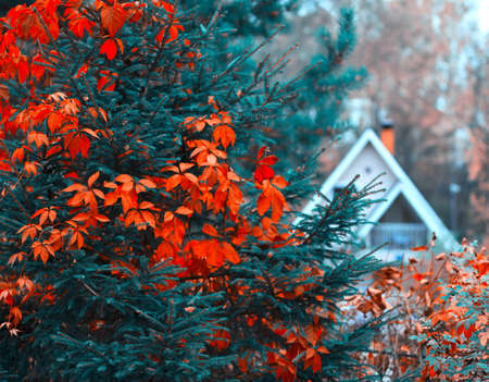 .Autumn background House in forest red leaf .の写真素材