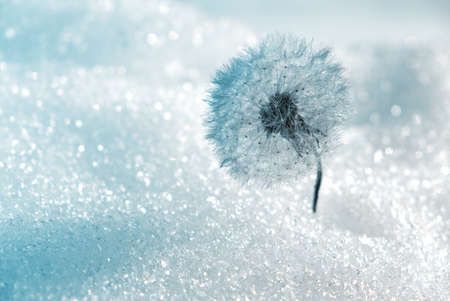 Winter hoar-frost flower. dandelion. Sunlight. day coldの写真素材