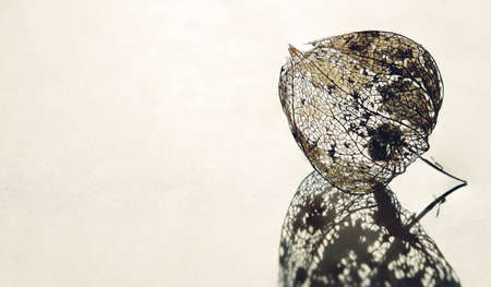 Empty but beautiful physalis skeleton glowing in the sunshineの写真素材