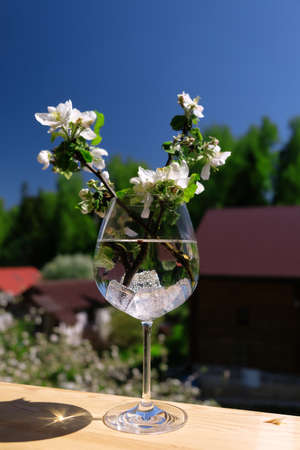 blossoming apple tree on the background of housesの写真素材