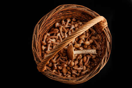 Basket with eatable mushrooms on a black backgroundの写真素材