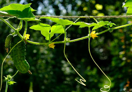 green young cucumbers hang in the garden .の写真素材
