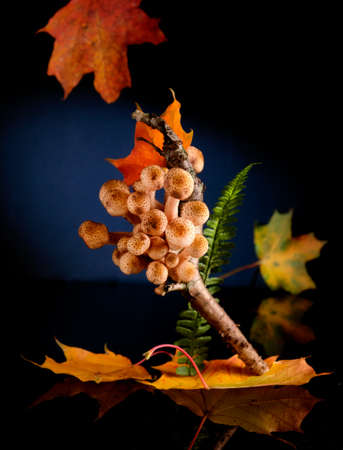 Autumn forest, mushrooms close-up in the foliageの写真素材