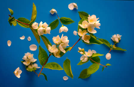Jasmine flowers top view on blue background, summer levitationの写真素材