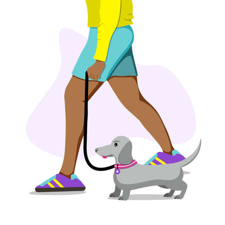 Man walking dog. Dachshund on leather. flat vector illustration.のイラスト素材