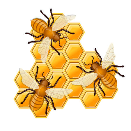 Bees sitting on comb of honey. vector illustration.のイラスト素材