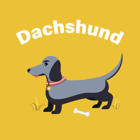 Cute dachshund dog isolated on white background. Flat vector illustration.のイラスト素材