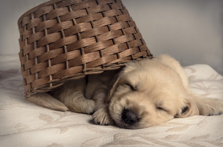 Sleeping puppy on a bed inside a basket, Labrador Retriever.の写真素材