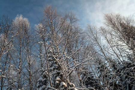Fabulous snowy winter forest, trees under snow against the bright blue sky in northern Russia