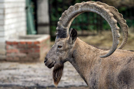 Head of the mountain ram with massive long horns rounded shape. Baran is a zoo in Ukraine