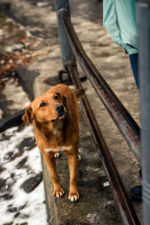 Wet red dog with sad eyes begging for food on the street of European cityの写真素材