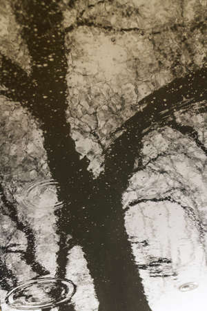The tree is reflected in the rain muddy puddle under nasty rainの写真素材