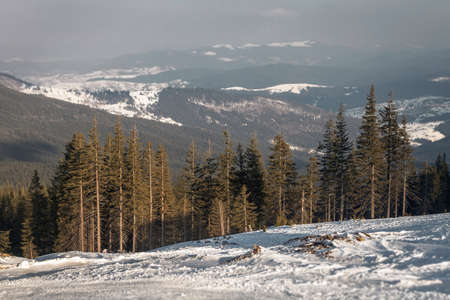 Winter in the Carpathians. Ski resort Dragobrat. Snow-capped mountains against a beautiful sky and pine forestsの写真素材