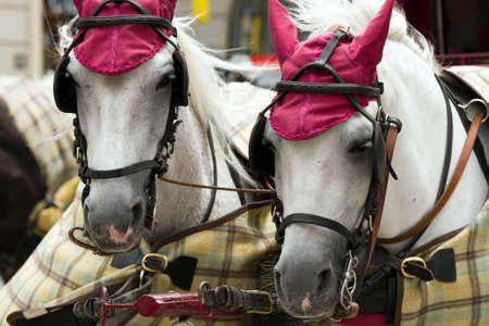 Two white horses in the center of Vienna, Austria, with funny hats on the ears and under the blanketsの写真素材