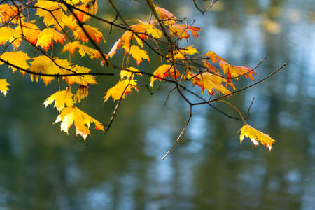 Yellow and red autumn maple leaves against the backdrop of the pond out of focus