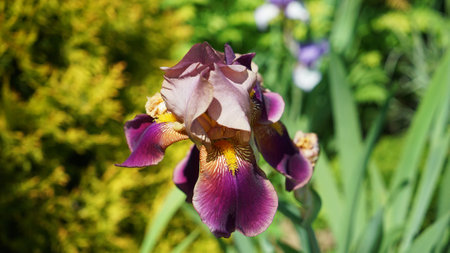 Photo of a blooming iris in the garden. Sunny June 2021, Belarus.