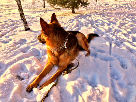 German shepherd resting in the snow. January morning.の写真素材