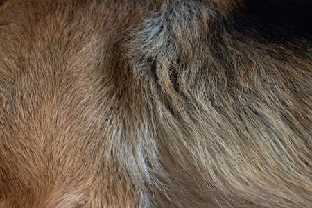 Black wool texture. Dog's fur.