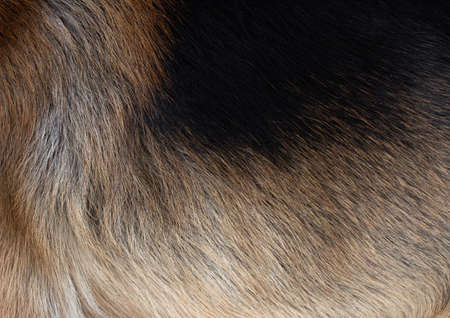 Black wool texture. Dog's fur.