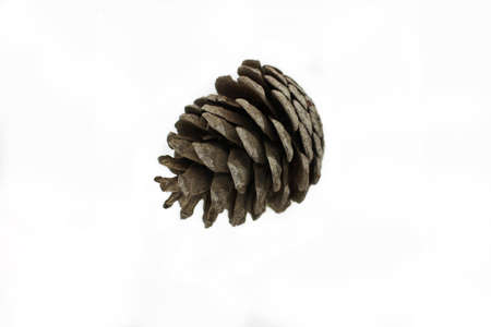 The image of a pine cone on a light background.