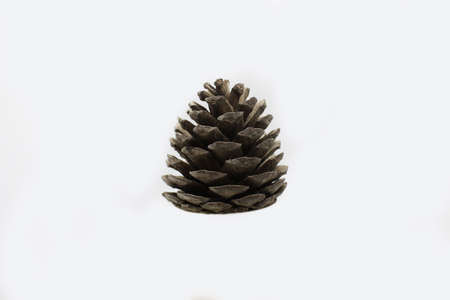 The image of a pine cone on a light background.